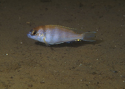 Pseudotropheus livingstonii 'Liuli'
